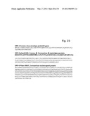 Coronavirus, Nucleic Acid, Protein, and Methods for the Generation of Vaccine, Medicaments and Diagnostics diagram and image