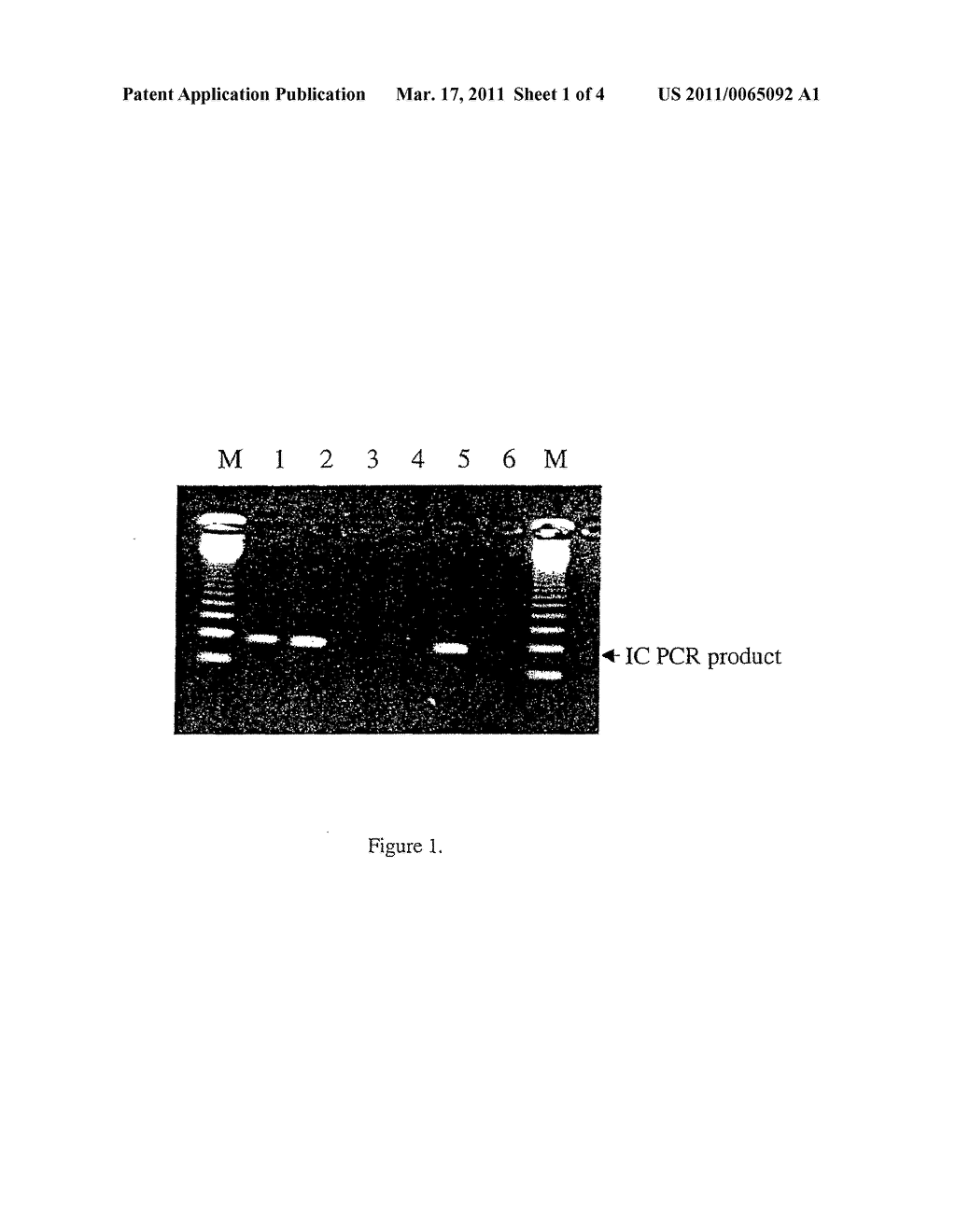 USE OF NONVIABLE PARTICLES COMPRISING AN INTERNAL CONTROL (IC) NUCLEIC ACID - diagram, schematic, and image 02