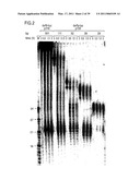 RNA INTERFERENCE MEDIATING SMALL RNA MOLECULES diagram and image