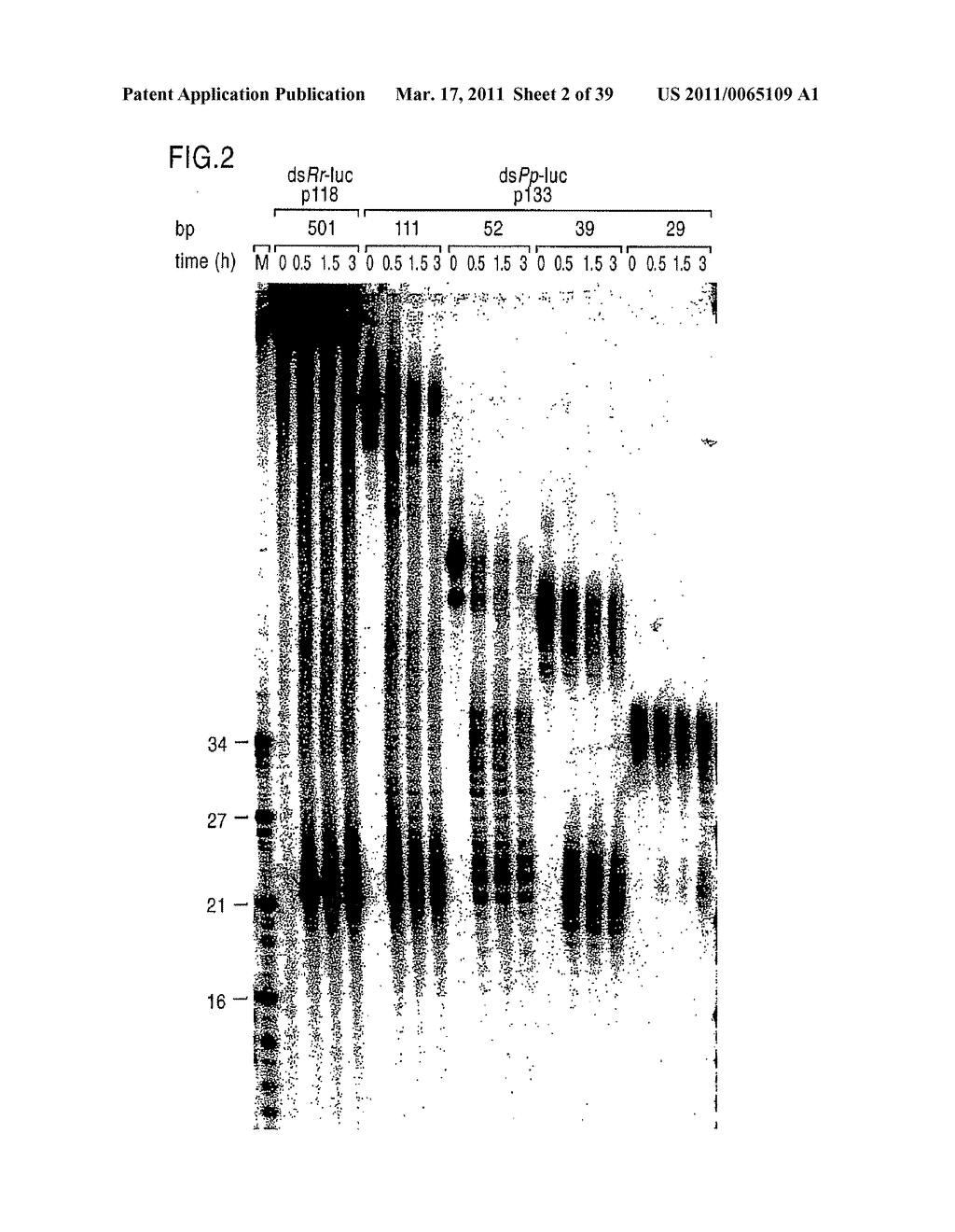 RNA INTERFERENCE MEDIATING SMALL RNA MOLECULES - diagram, schematic, and image 03