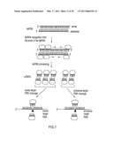 RNA INTERFERENCE MEDIATING SMALL RNA MOLECULES diagram and image