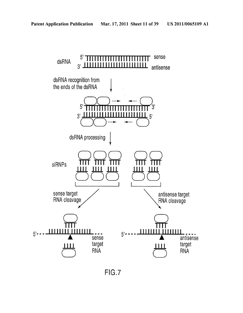 RNA INTERFERENCE MEDIATING SMALL RNA MOLECULES - diagram, schematic, and image 12