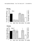 RNA INTERFERENCE MEDIATING SMALL RNA MOLECULES diagram and image