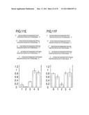 RNA INTERFERENCE MEDIATING SMALL RNA MOLECULES diagram and image