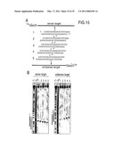 RNA INTERFERENCE MEDIATING SMALL RNA MOLECULES diagram and image