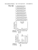 RNA INTERFERENCE MEDIATING SMALL RNA MOLECULES diagram and image