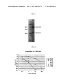 HUMAN MONOCLONAL ANTIBODY NEUTRALIZING VASCULAR ENDOTHELIAL GROWTH FACTOR RECEPTOR AND USE THEREOF diagram and image
