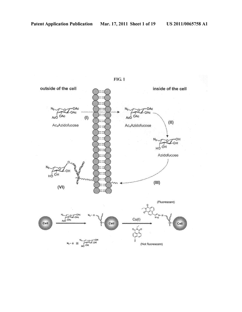 Compositions and assays for treatment and diagnosis of helicobacter pylori infection and conditions - diagram, schematic, and image 02