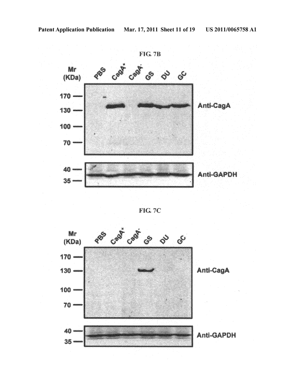 Compositions and assays for treatment and diagnosis of helicobacter pylori infection and conditions - diagram, schematic, and image 12