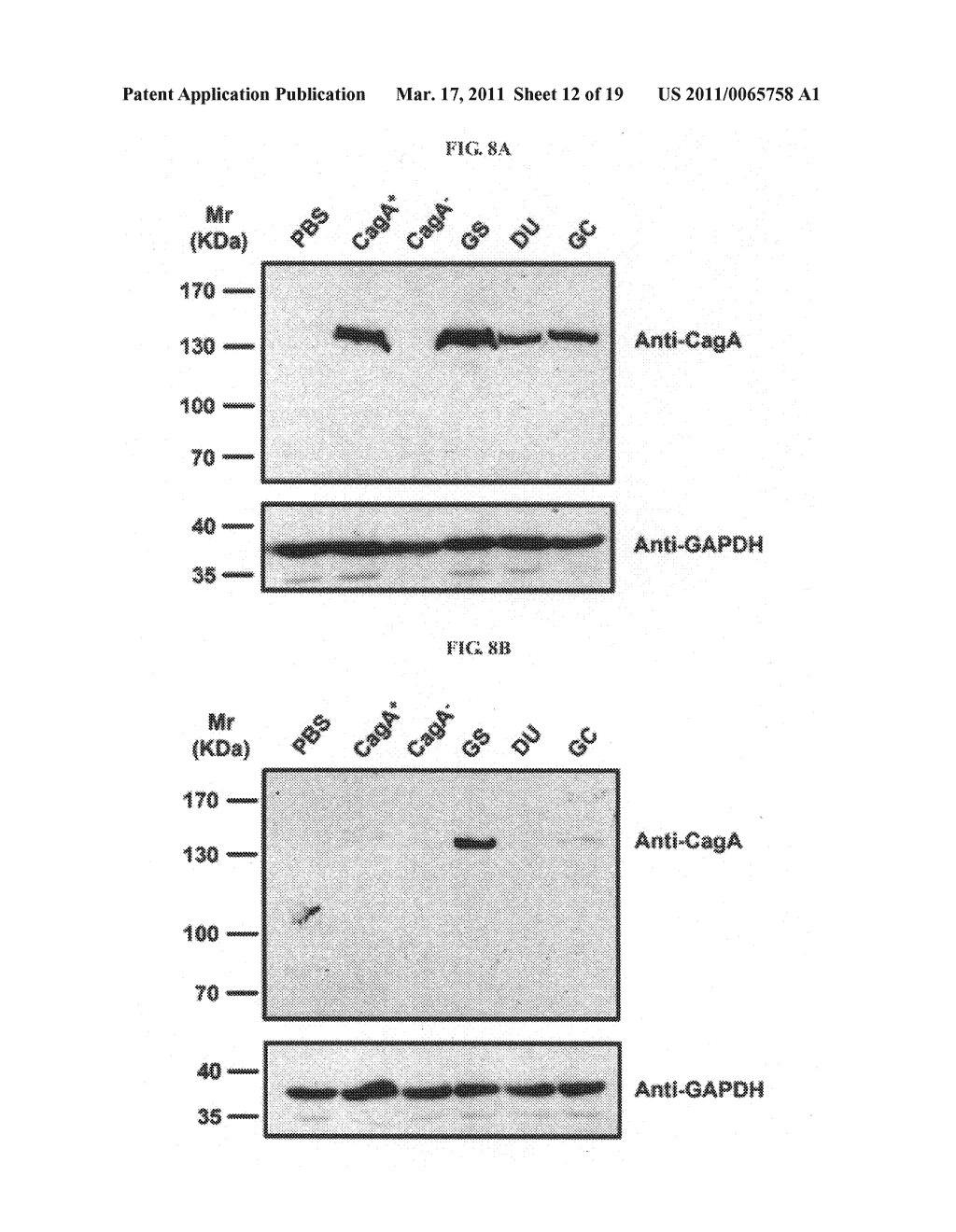 Compositions and assays for treatment and diagnosis of helicobacter pylori infection and conditions - diagram, schematic, and image 13