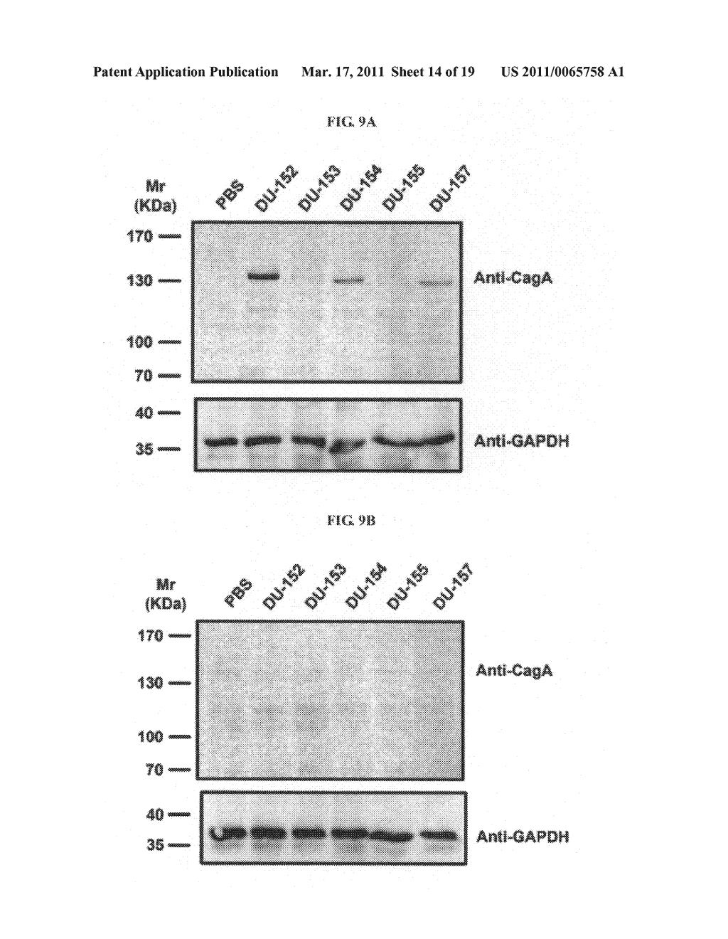 Compositions and assays for treatment and diagnosis of helicobacter pylori infection and conditions - diagram, schematic, and image 15