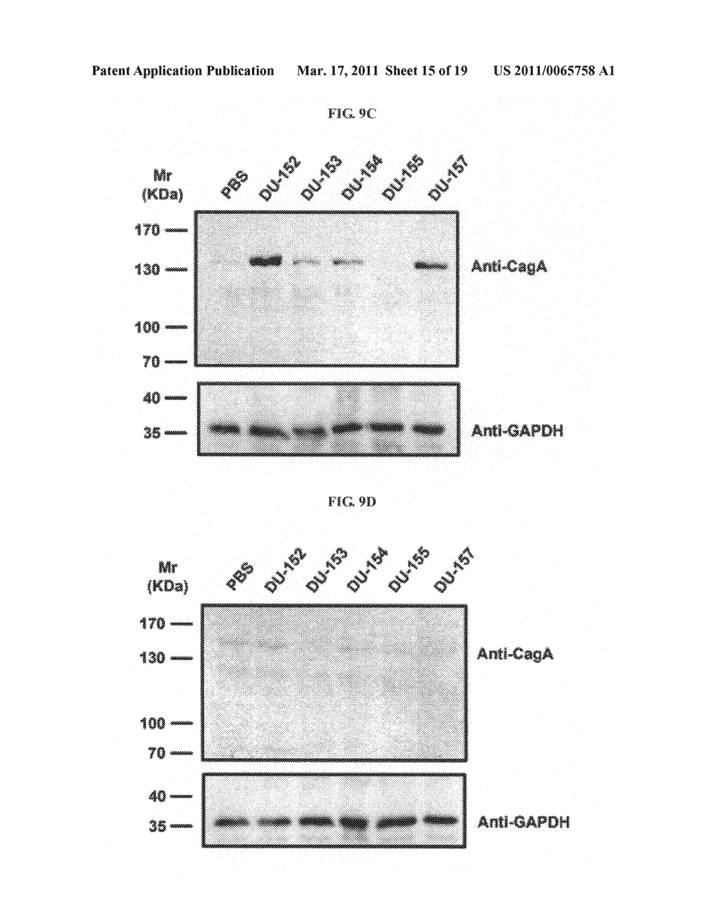 Compositions and assays for treatment and diagnosis of helicobacter pylori infection and conditions - diagram, schematic, and image 16