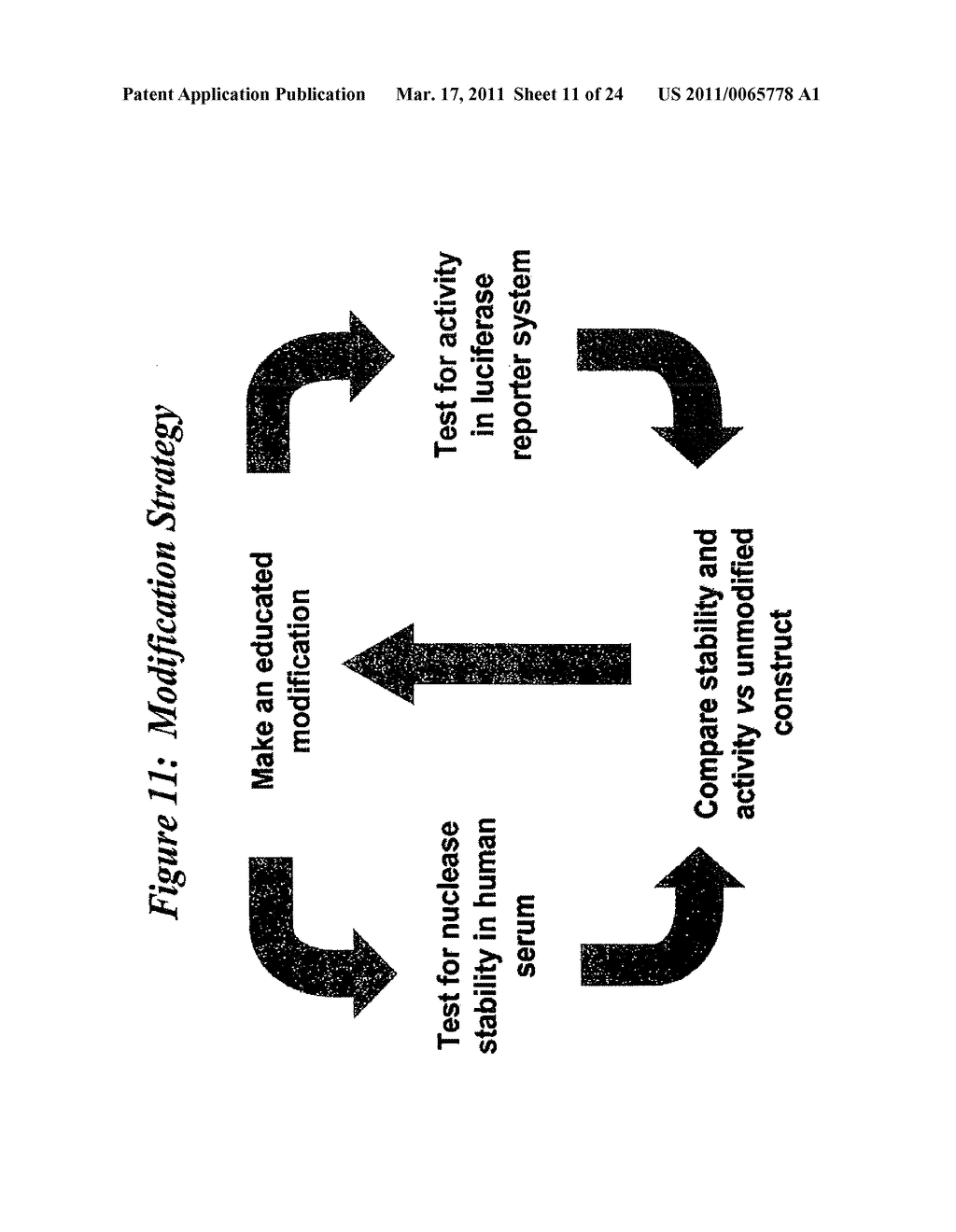 RNA Interference Mediated Inhibition of Muscarinic Colinergic Receptor Gene Expression Using Short Interfering Nucleic Acid (siNA) - diagram, schematic, and image 12