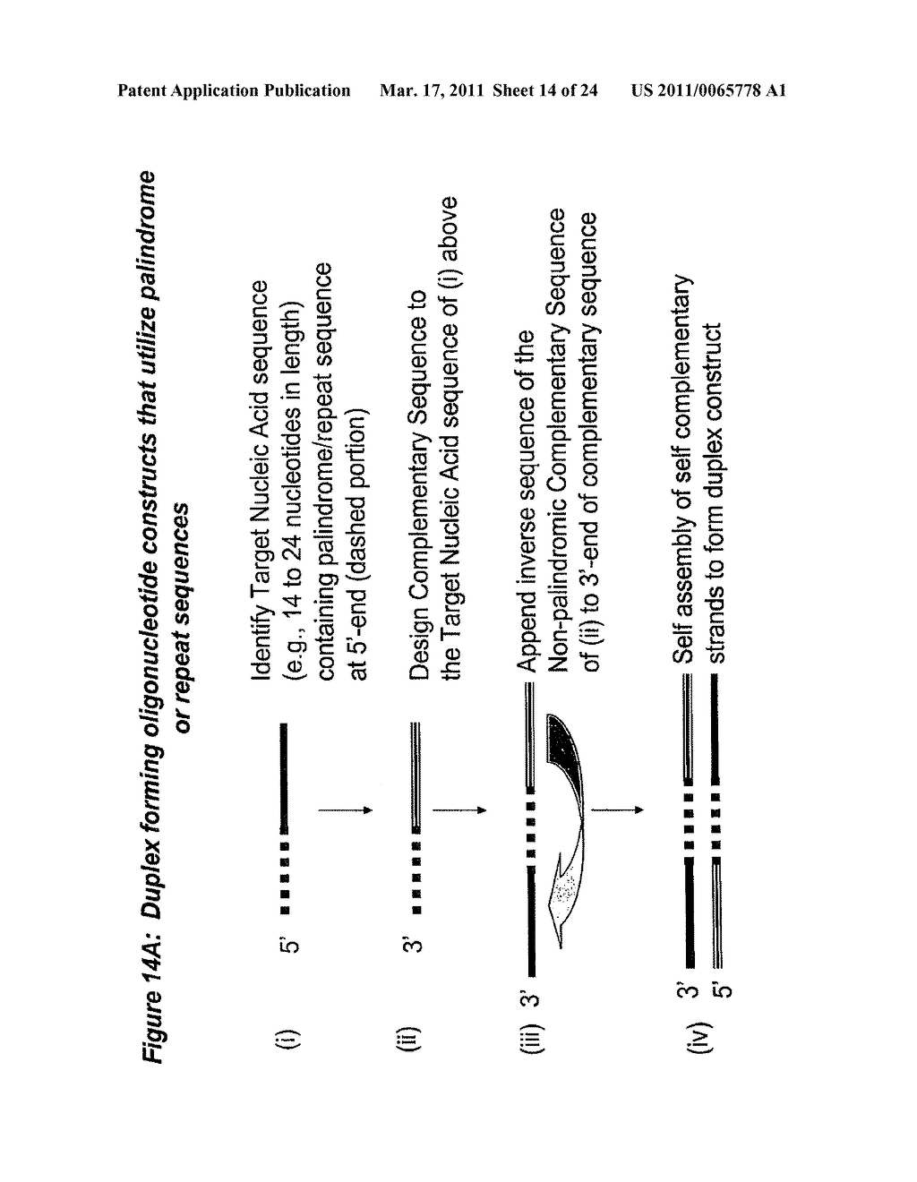 RNA Interference Mediated Inhibition of Muscarinic Colinergic Receptor Gene Expression Using Short Interfering Nucleic Acid (siNA) - diagram, schematic, and image 15