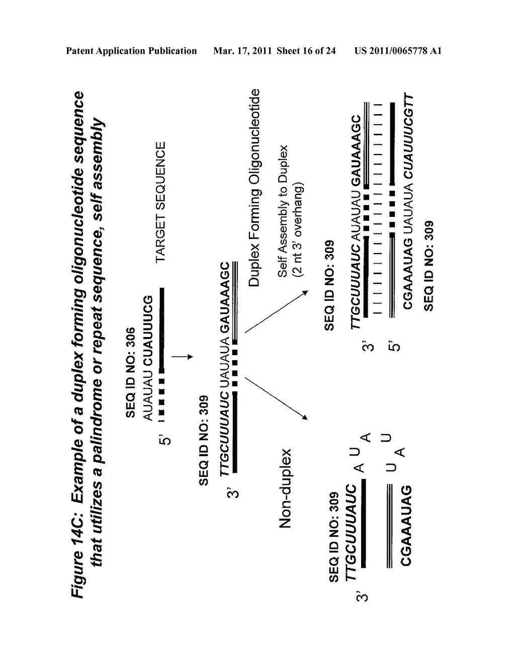 RNA Interference Mediated Inhibition of Muscarinic Colinergic Receptor Gene Expression Using Short Interfering Nucleic Acid (siNA) - diagram, schematic, and image 17