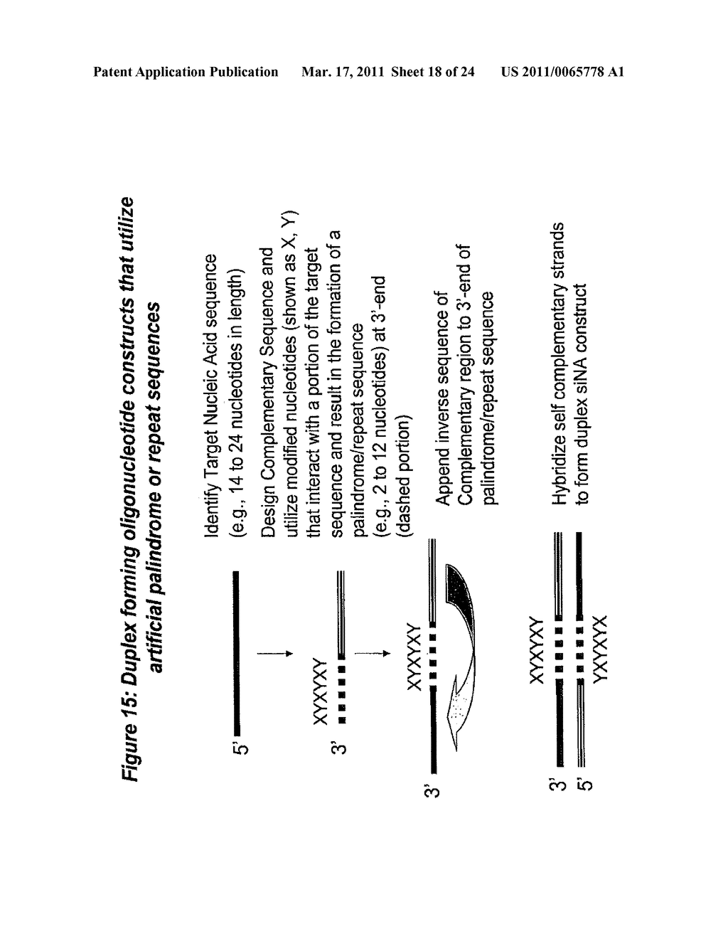 RNA Interference Mediated Inhibition of Muscarinic Colinergic Receptor Gene Expression Using Short Interfering Nucleic Acid (siNA) - diagram, schematic, and image 19