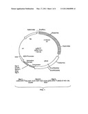 Immunosuppressant Target Proteins diagram and image