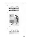 Plant body with modified program related to accumulation of storage material and the use thereof diagram and image