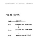 Expression of Xenogenous (Human) Immunoglobulins in cloned, transgenic ungulates diagram and image