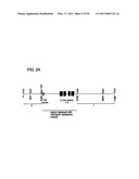 Expression of Xenogenous (Human) Immunoglobulins in cloned, transgenic ungulates diagram and image