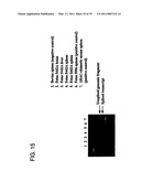 Expression of Xenogenous (Human) Immunoglobulins in cloned, transgenic ungulates diagram and image