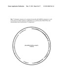 METHOD FOR CREATING BROAD-SPECTRUM RESISTANCE TO FUNGI IN TRANSGENIC PLANTS diagram and image