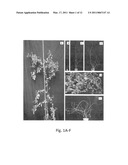 Development of Very Early Flowering and Normal Fruiting Plum With Fertile Seeds diagram and image