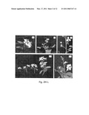 Development of Very Early Flowering and Normal Fruiting Plum With Fertile Seeds diagram and image