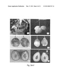 Development of Very Early Flowering and Normal Fruiting Plum With Fertile Seeds diagram and image
