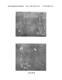 Development of Very Early Flowering and Normal Fruiting Plum With Fertile Seeds diagram and image