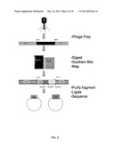 METHODS OF RAISING CRUSTACEANS IN LOW SALINITY WATER diagram and image