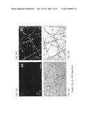 Stimuli responsive liquid crystal-polymer composite fibers diagram and image