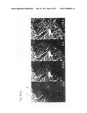 Stimuli responsive liquid crystal-polymer composite fibers diagram and image