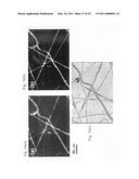 Stimuli responsive liquid crystal-polymer composite fibers diagram and image