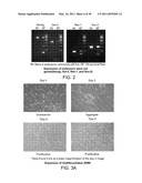 MULTIPOTENT STEM CELLS AND USES THEREOF diagram and image