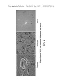 MULTIPOTENT STEM CELLS AND USES THEREOF diagram and image