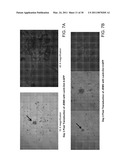 MULTIPOTENT STEM CELLS AND USES THEREOF diagram and image