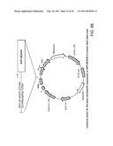 MULTIPOTENT STEM CELLS AND USES THEREOF diagram and image