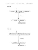 Methods of Treating Cancer Using Glucagon-Like Hormone Retargeted Endopeptidases diagram and image