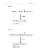 Methods of Treating Cancer Using Glucagon-Like Hormone Retargeted Endopeptidases diagram and image