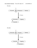 Methods of Treating Cancer Using Glucagon-Like Hormone Retargeted Endopeptidases diagram and image