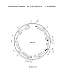 CYTOTOXIC ANTI-LAG-3 MONOCLONAL ANTIBODY AND ITS USE IN THE TREATMENT OR PREVENTION OF ORGAN TRANSPLANT REJECTION AND AUTOIMMUNE DISEASE diagram and image