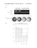 IMP-1 ONCOGENE AS A THERAPEUTIC TARGET AND PROGNOSTIC INDICATOR FOR LUNG CANCER diagram and image