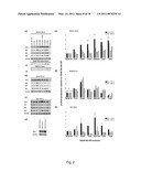 MUTATIONS IN THE INFLUENZA A VIRUS NS1 GENE AND USE THEREOF diagram and image