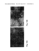 PACKAGED VIRUS-LIKE PARTICLES FOR USE AS ADJUVANTS: METHOD OF PREPARATION AND USE diagram and image