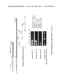 POLYKETIDE SYNTHASE-NONRIBOSOMAL PEPTIDE SYNTHETASE GENE diagram and image