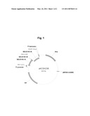 Processing Enzymes Fused to Basic Protein Tags diagram and image