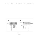 SELF-INACTIVATING HELPER ADENOVIRUSES FOR THE PRODUCTION OF HIGH-CAPACTIY RECOMBINANT ADENOVIRUSES diagram and image