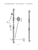 SELF-INACTIVATING HELPER ADENOVIRUSES FOR THE PRODUCTION OF HIGH-CAPACTIY RECOMBINANT ADENOVIRUSES diagram and image