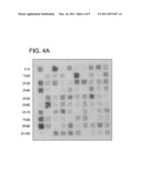 PROMOTER DETECTION AND ANALYSIS diagram and image